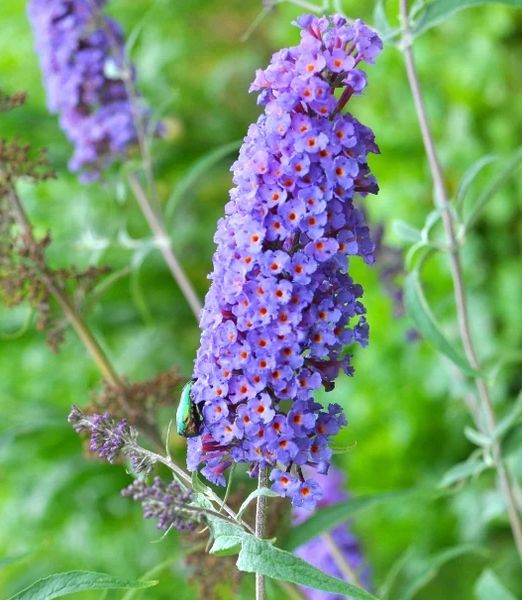 Buddleja davidii mix farieb